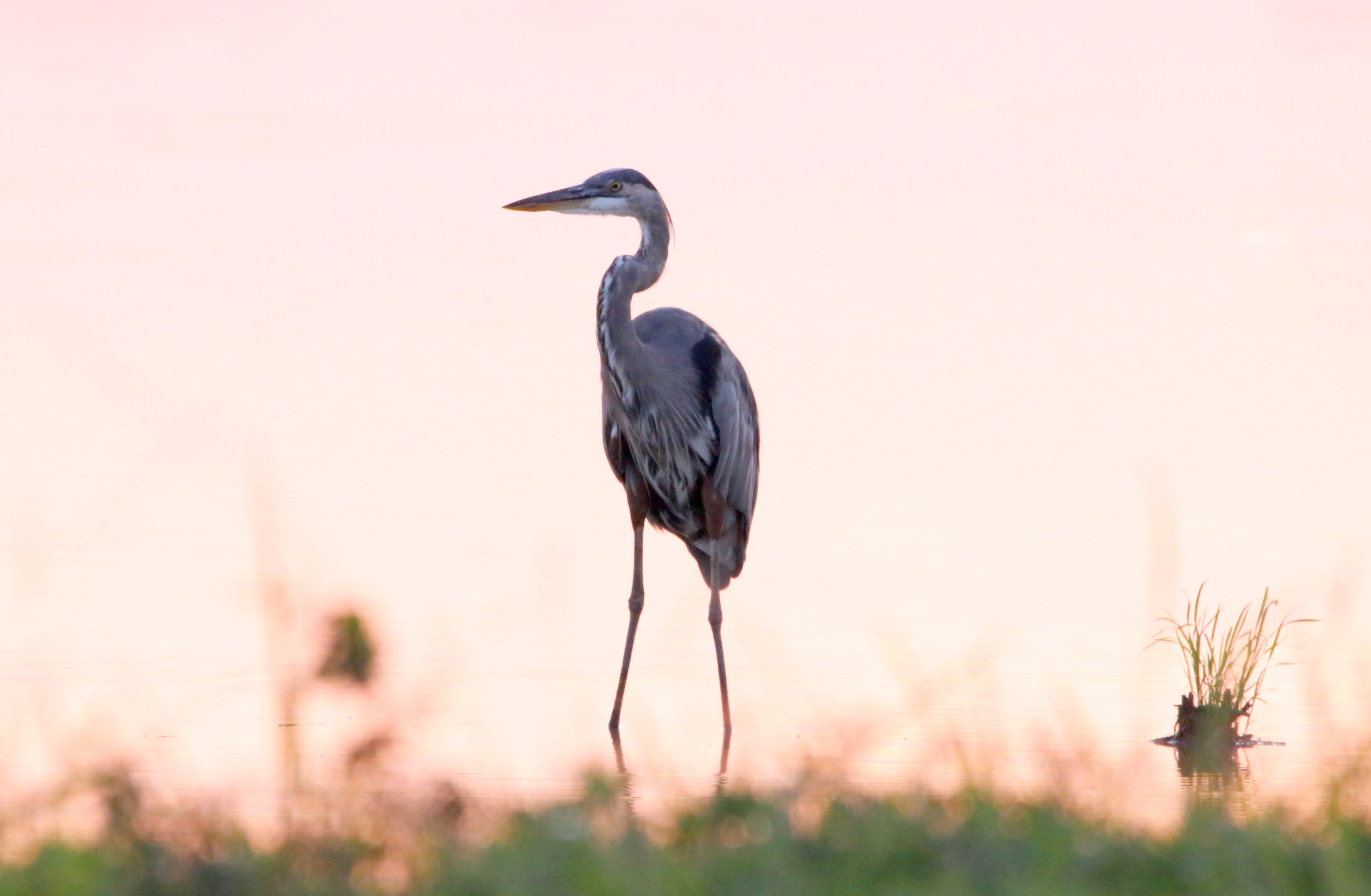 Great Blue Heron 090119 BKNWR