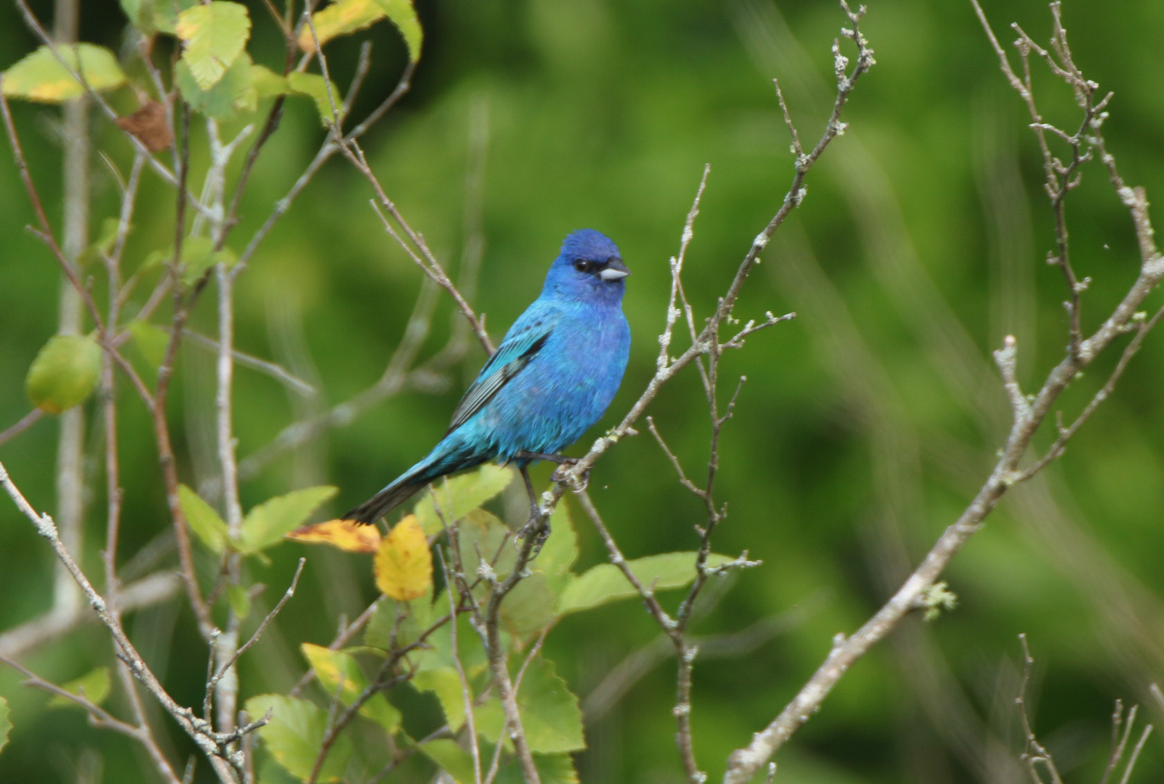 Indigo Bunting 071017 Greenbrier.JPG