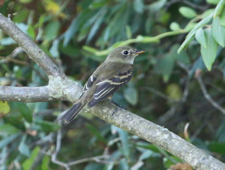 Least Flycatcher BKNWR 090819.JPG