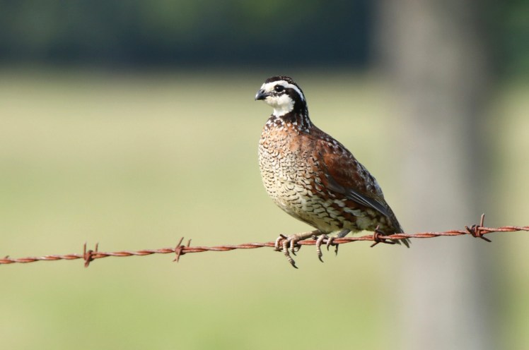 Northern Bobwhite1 071017 Greenbrier.JPG