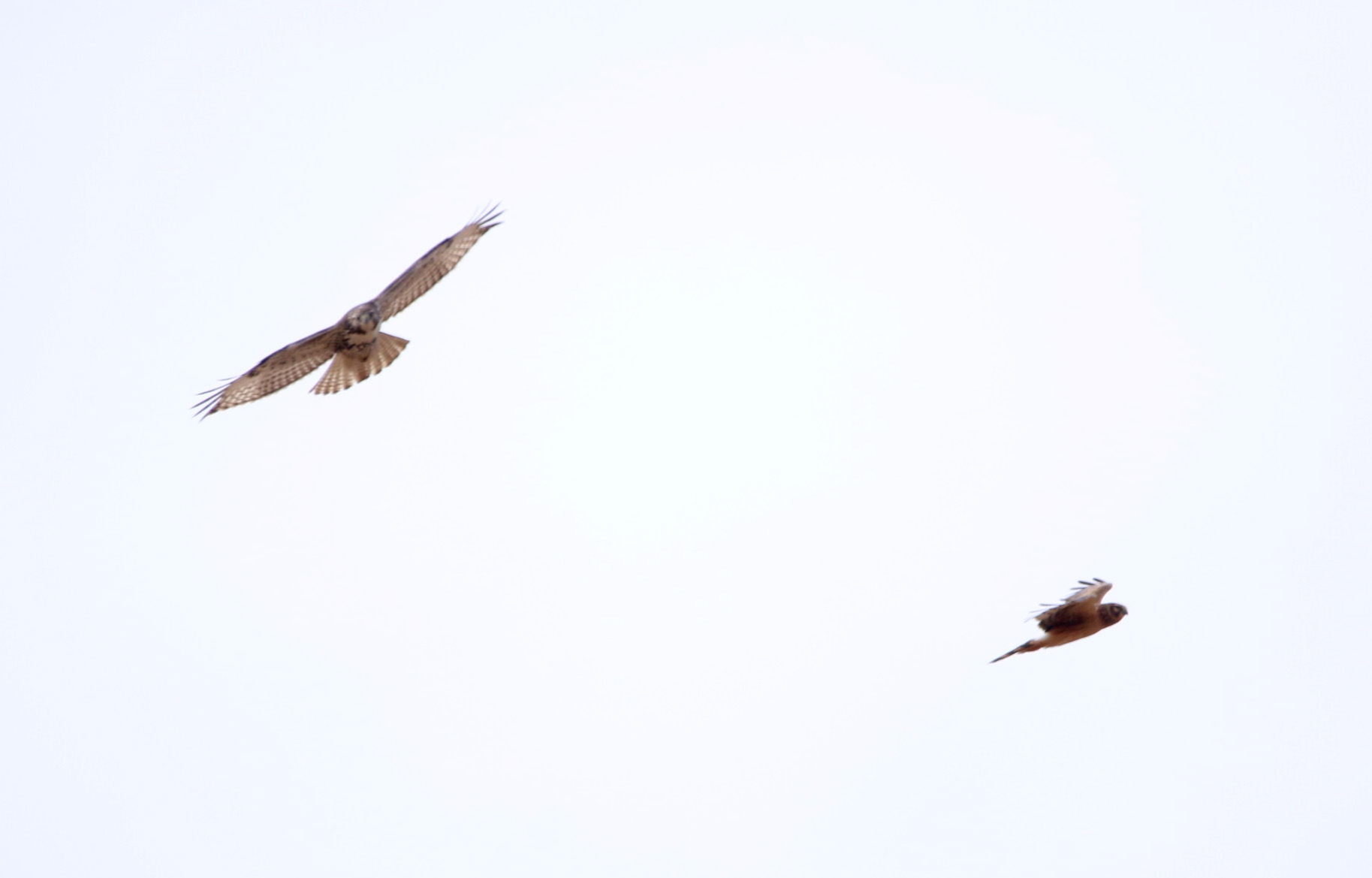 Northern Harrier1 111719 BKNWR.JPG