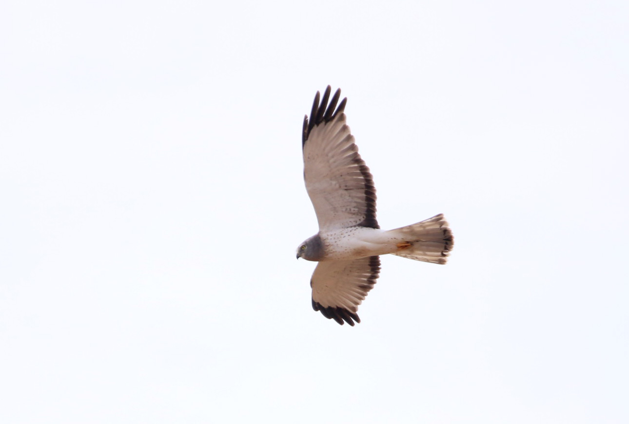 Northern Harrier2 111719 BKNWR.JPG