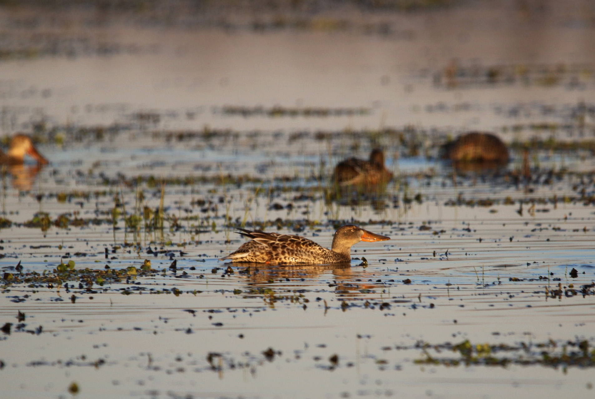 Northern Shoveler Holla Bend WNR 111319.JPG