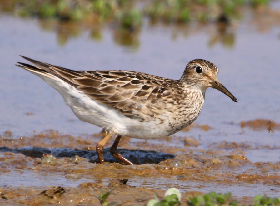 Pectoral Sandpiper1 BKNWR 090819.jpg