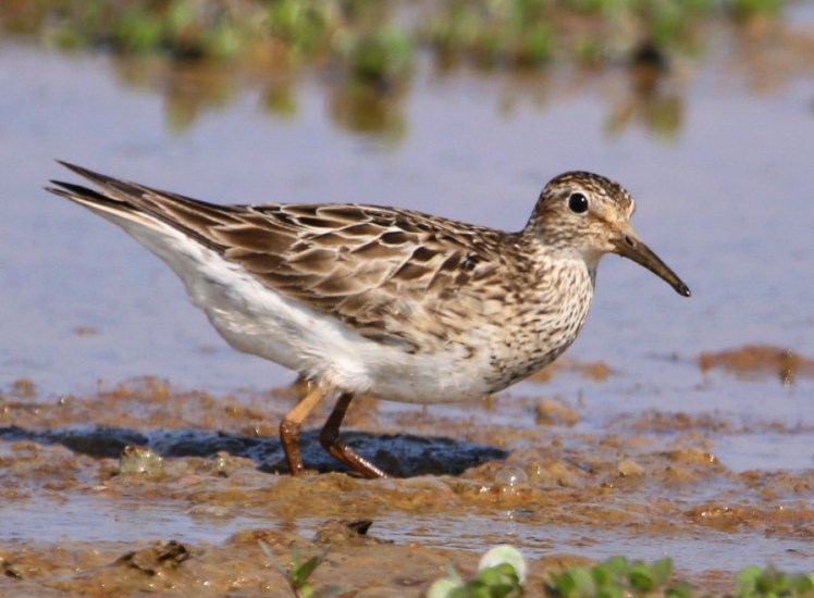 Pectoral Sandpiper1 BKNWR 090819.jpg
