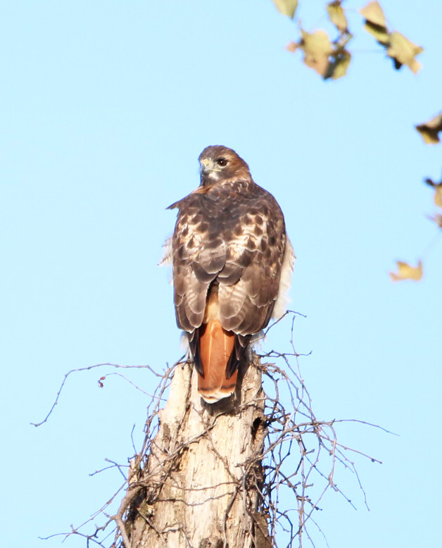 Red-tailed Hawk Holla Bend WNR 111319.JPG