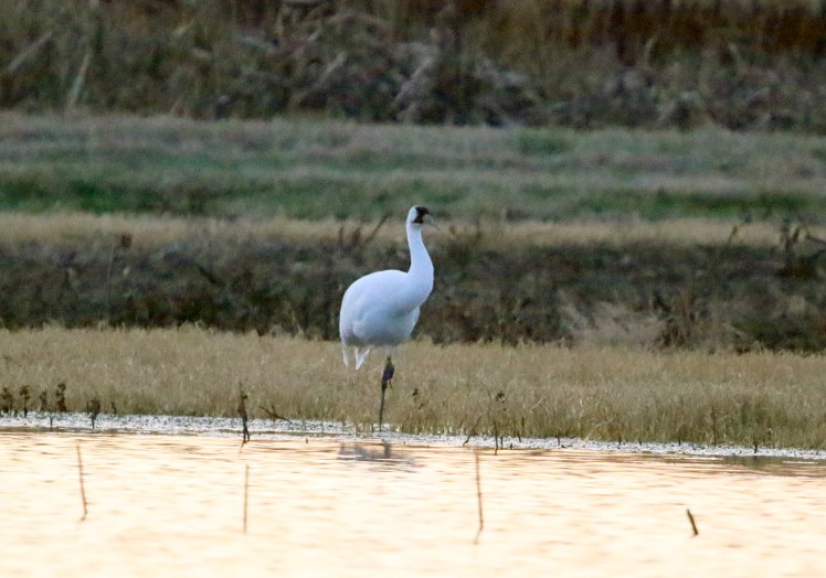 Whooping Crane3 Holla Bend WNR 111319.JPG