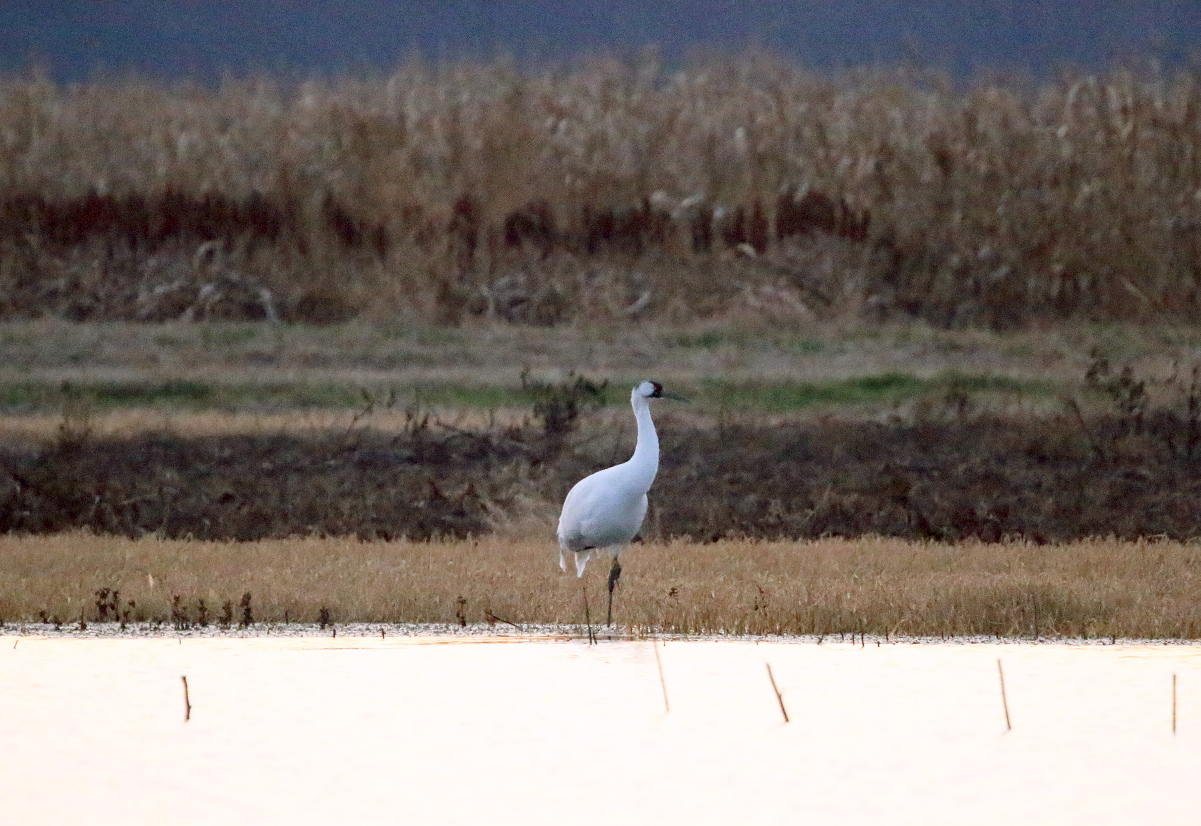 Whooping Crane4 Holla Bend WNR 111319.JPG