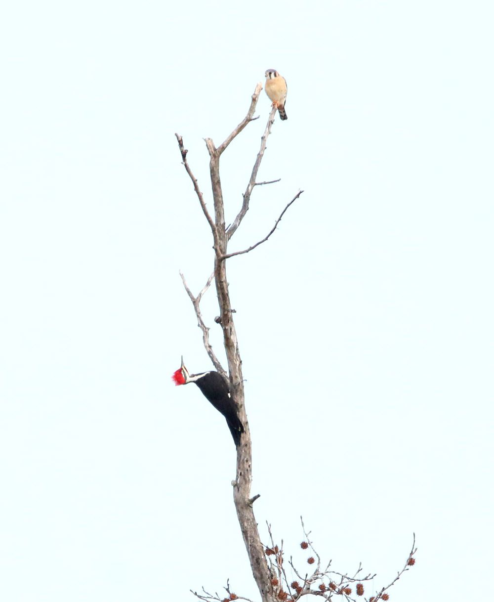 American Kestrel, Pileated Woodpecker 121419 LR CBC_Russenberger Road