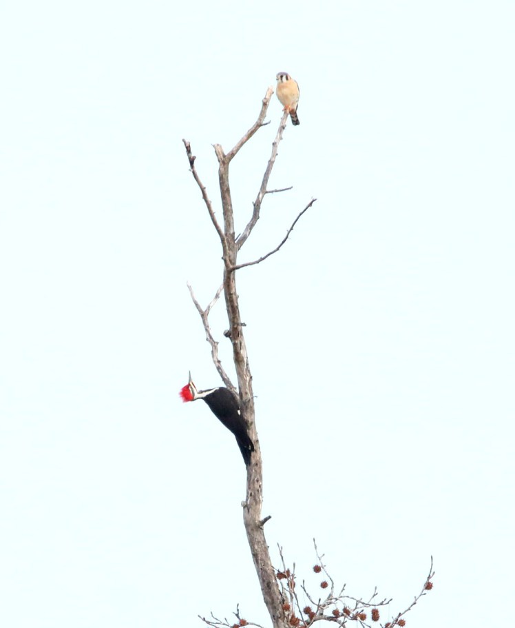 American Kestrel, Pileated Woodpecker 121419 LR CBC_Russenberger Road