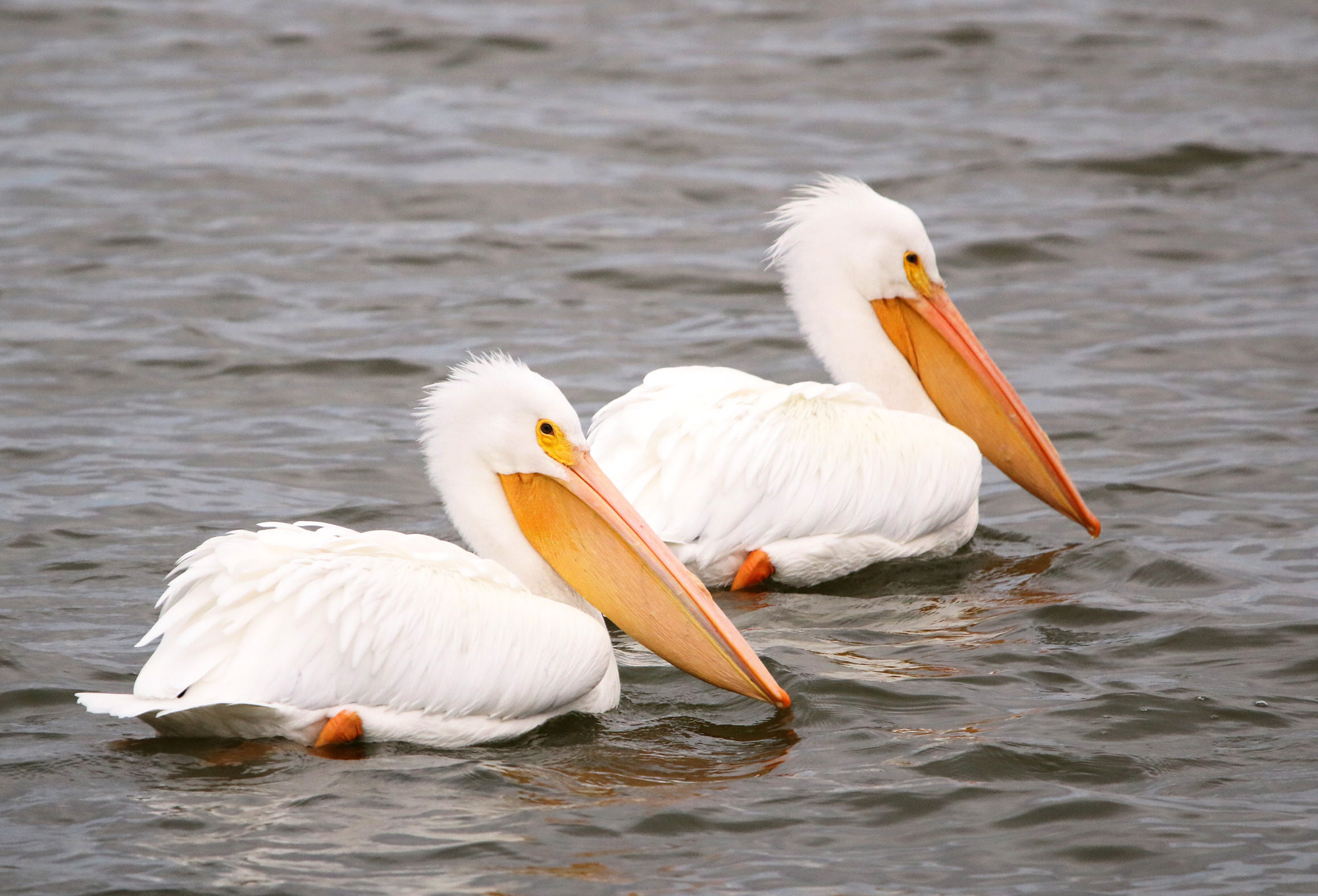 American Pelican 122119 Lake Saracen, Pine Bluff