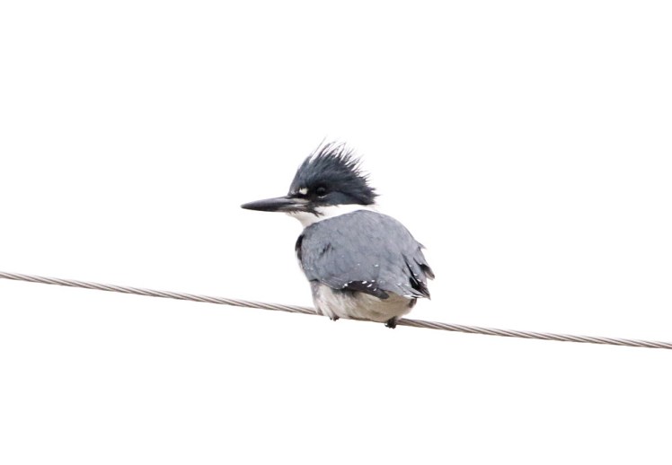 Belted Kingfisher1 122219 Lake Saracen, Pine Bluff