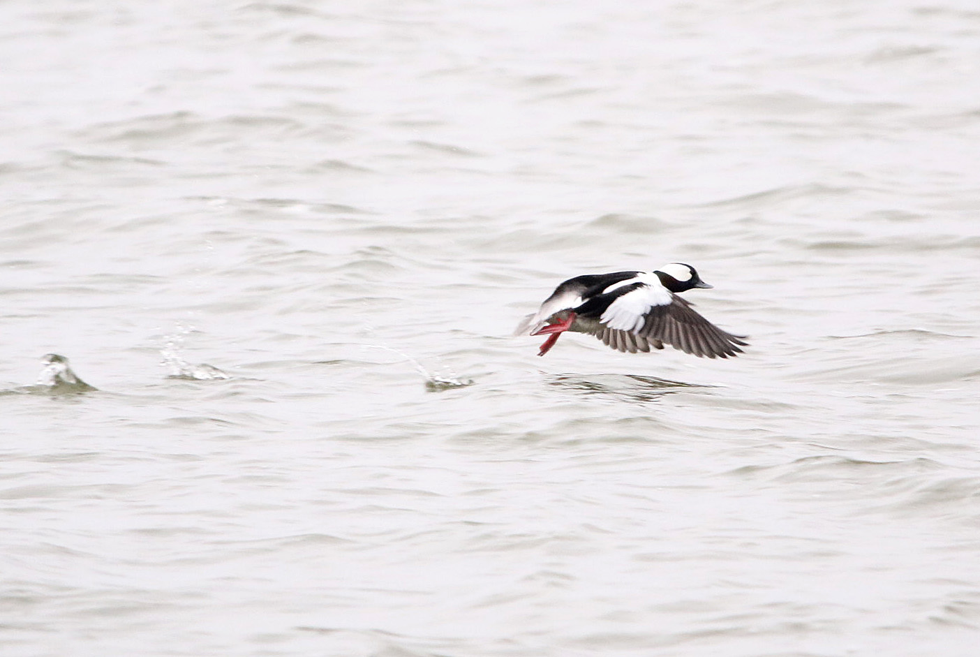 Bufflehead3 122219 Lake Saracen, Pine Bluff