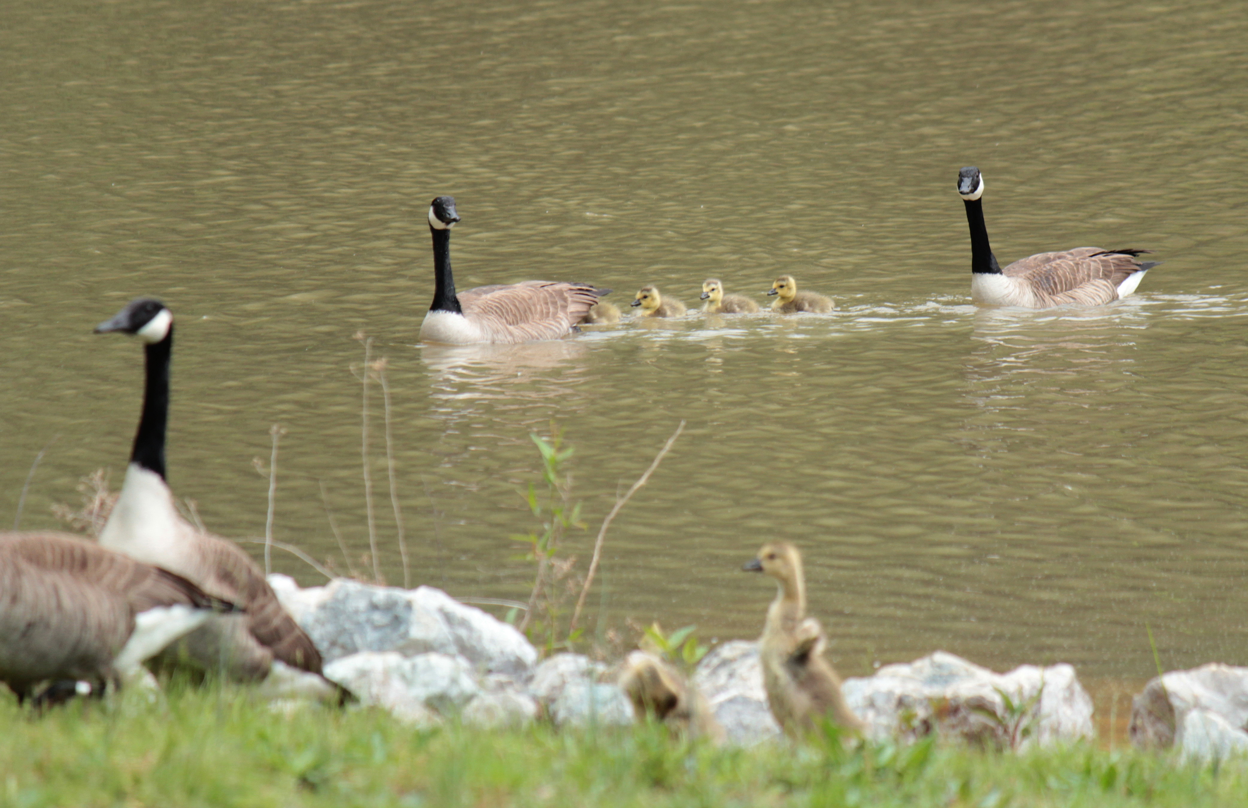 Canada Geese2 043016 Jonesboro.JPG