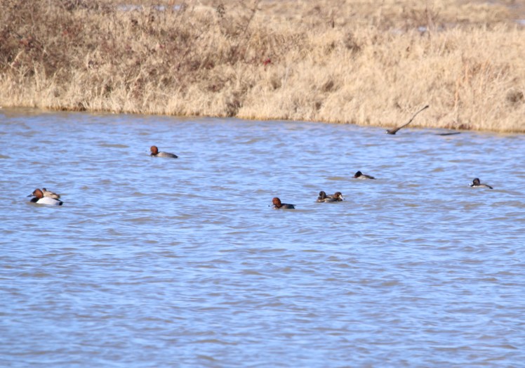 Canvasback, Redhead, Greater Scaup 112419 Hwy 64.JPG
