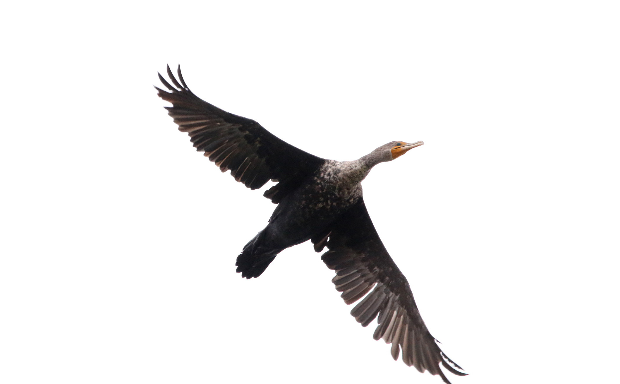 Double-crested Cormorant 122219 Lake Saracen, Pine Bluff
