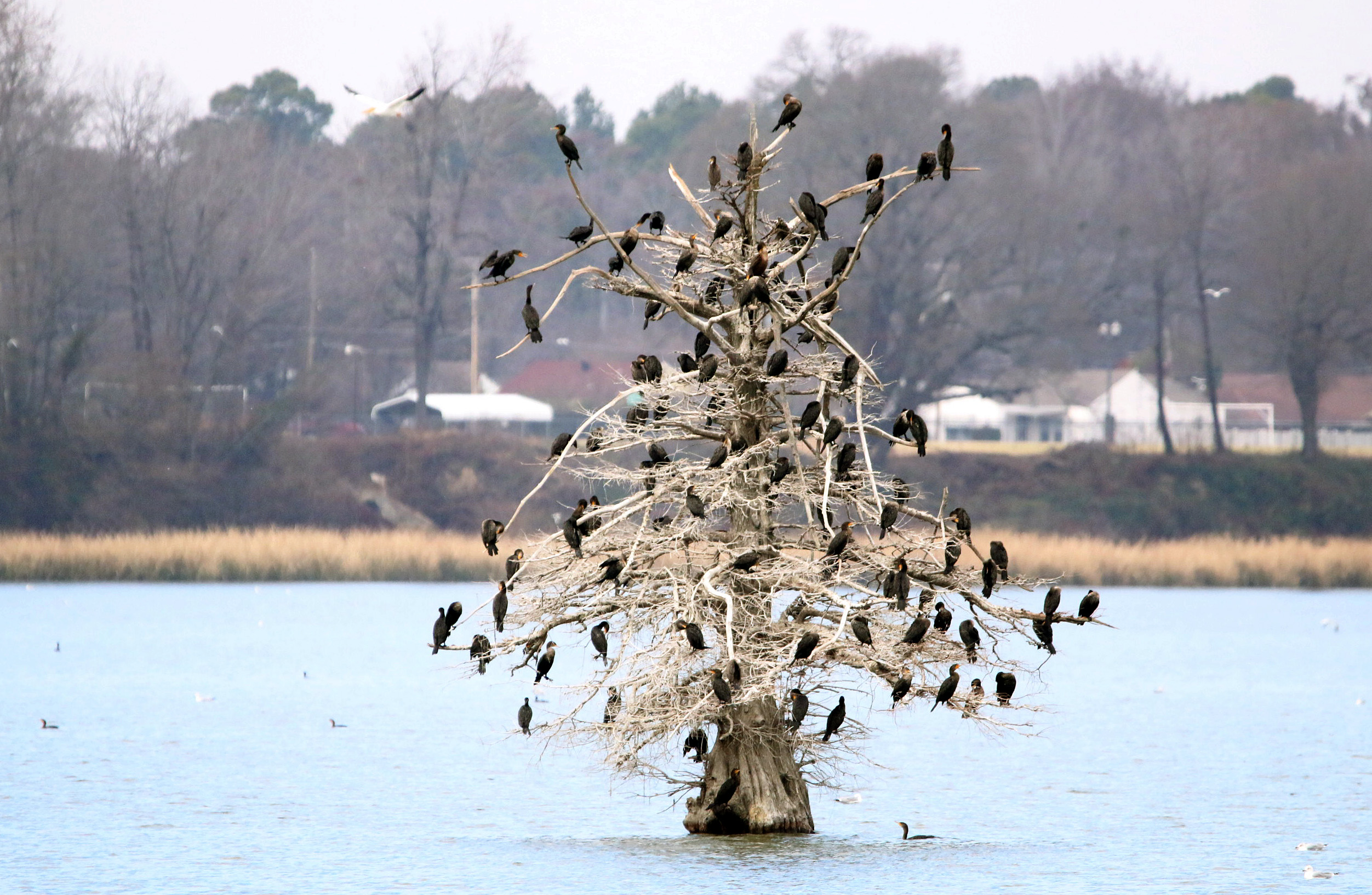 Double-crested Cormorant2 122119 Lake Saracen, Pine Bluff