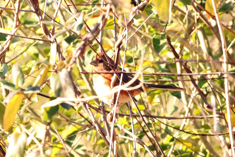 Eastern Towhee 121419 LR CBC_Russenberger Road