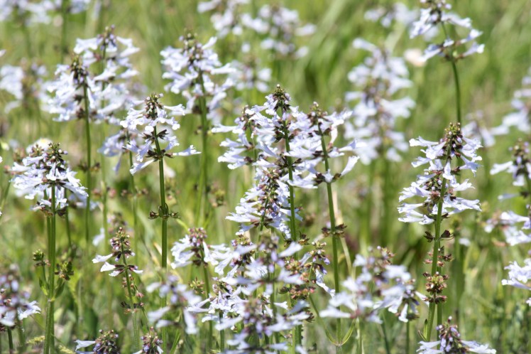 Flowers 042316 BKNWR