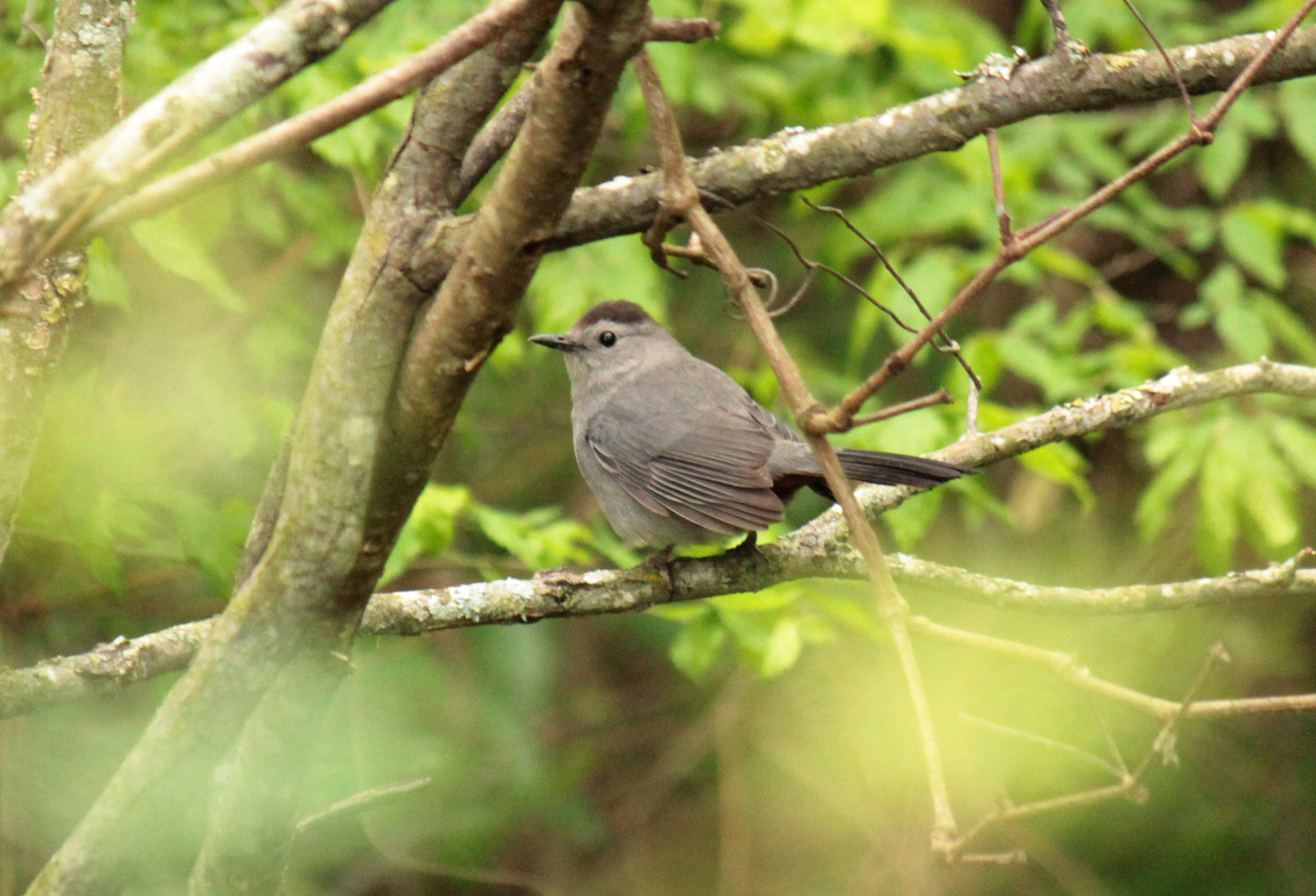 Gray Catbird 043016 Jonesboro.JPG