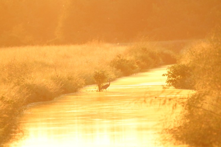 Great Blue Heron 092819PM BKNWR