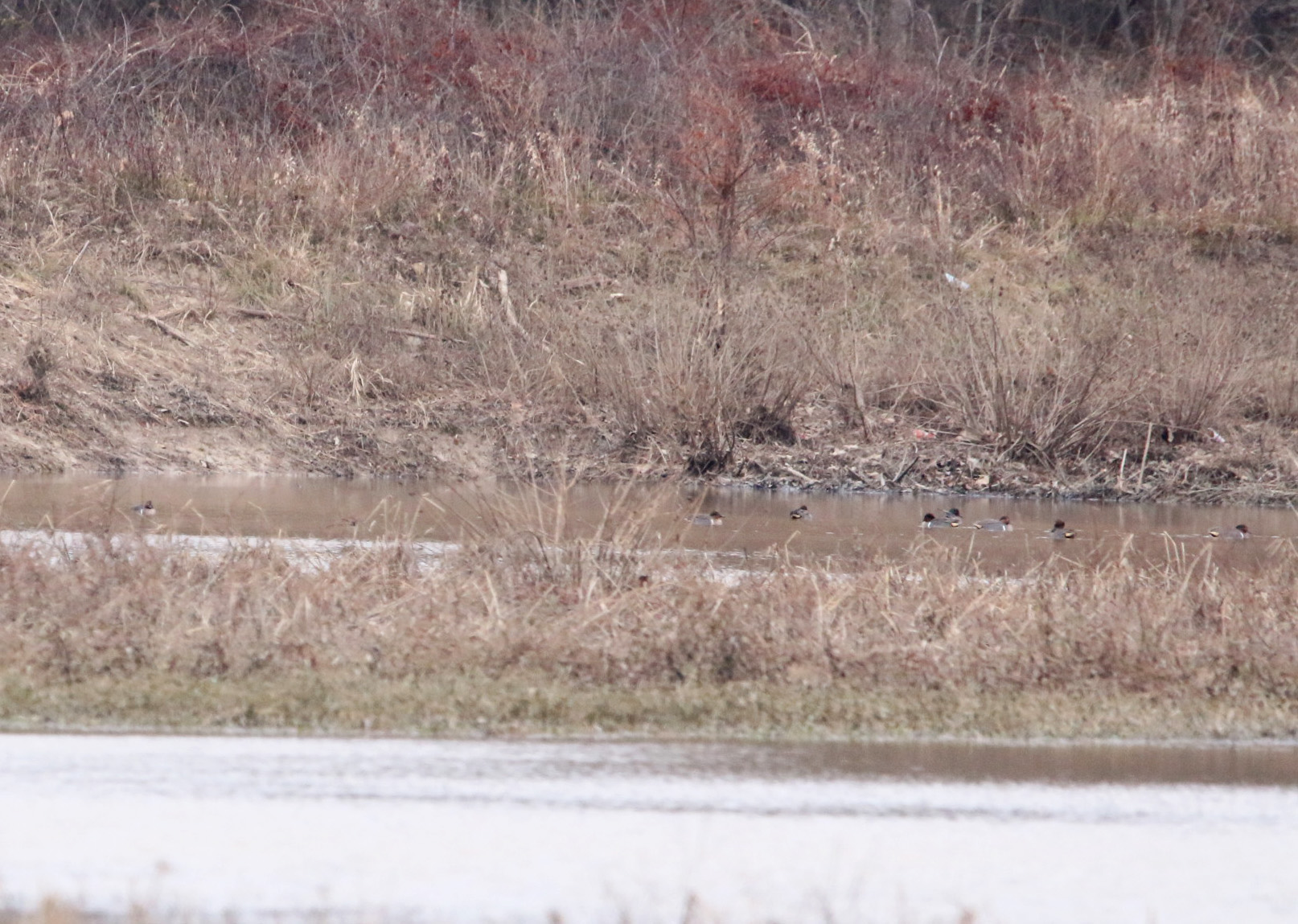 Green-winged Teal 121419 LR CBC_Fourche Bottoms_Borrow Ponds