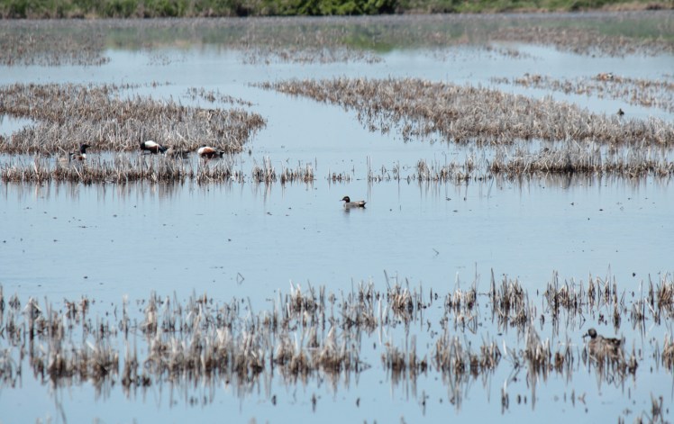 Green-winged Teal, Nothern Shovelers 042316 BKNWR