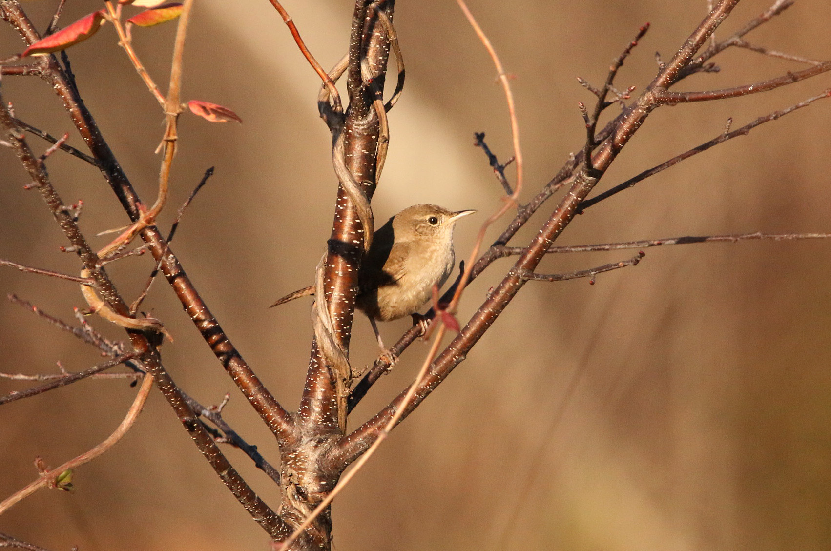 House Wren 121419 LR CBC_Audubon Center