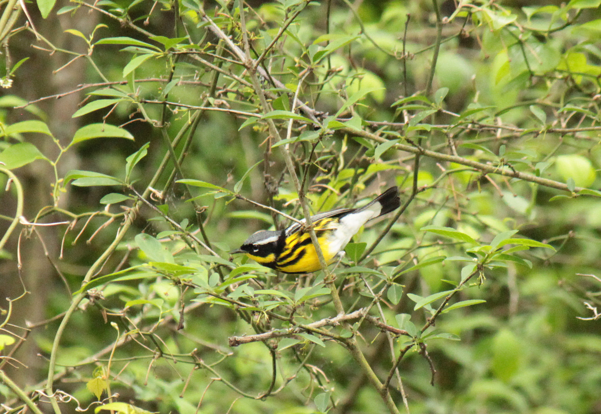 Magnolia Warbler 043016 Jonesboro