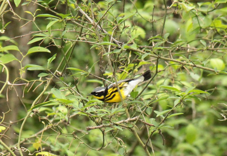 Magnolia Warbler 043016 Jonesboro