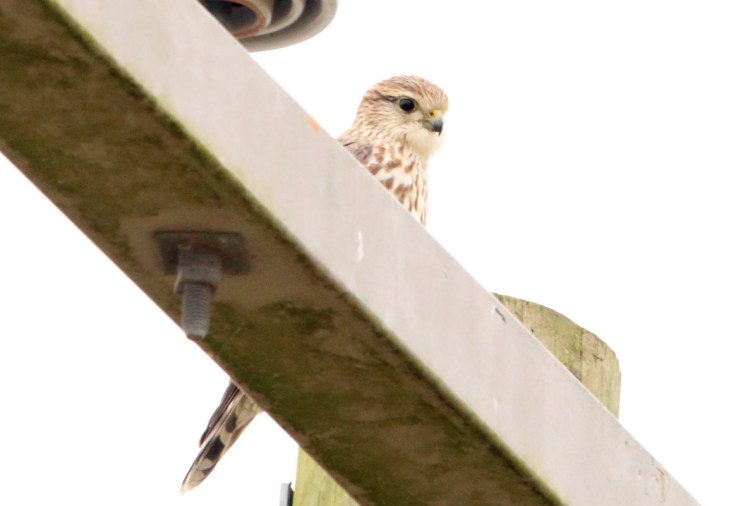 Merlin 1 102719 BKNWR.JPG