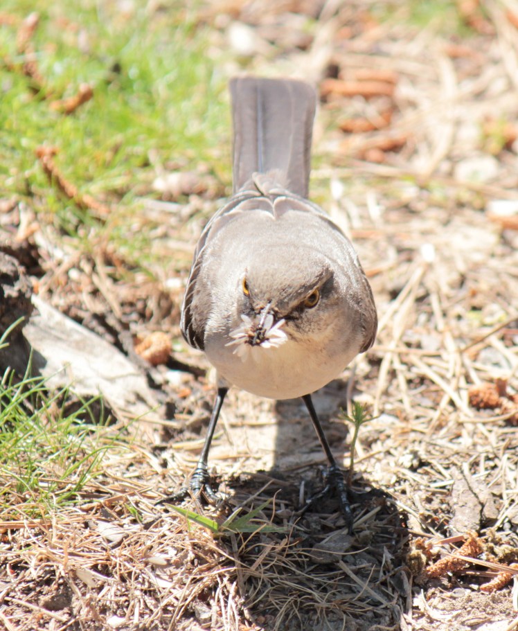 Northern Mockingbird2 042216
