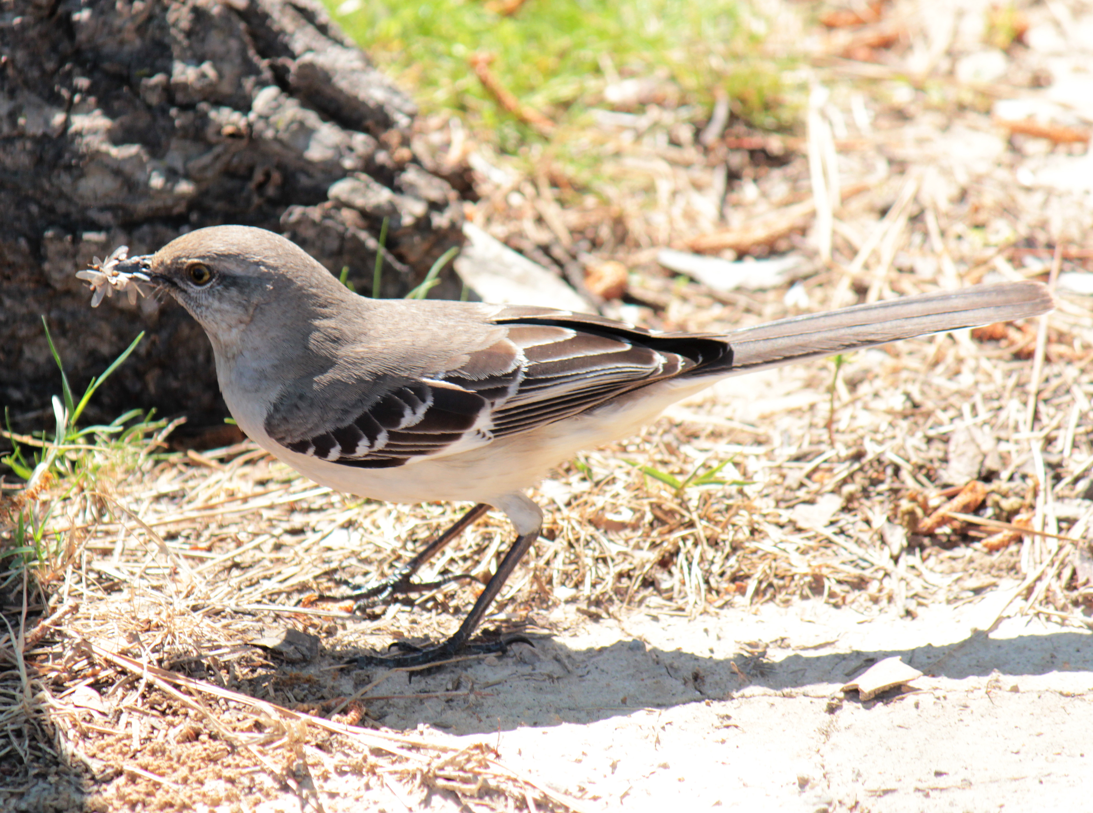 Northern Mockingbird3 042216