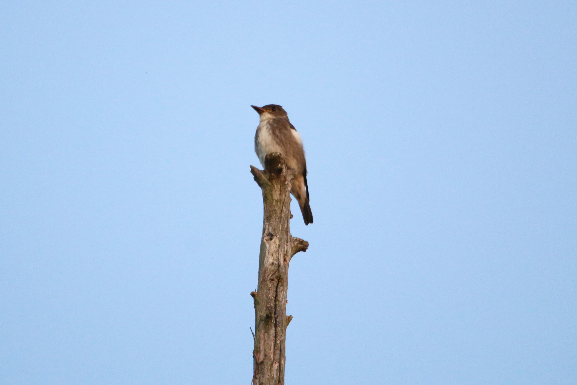 Olive-sided Flycatcher 092819PM BKNWR
