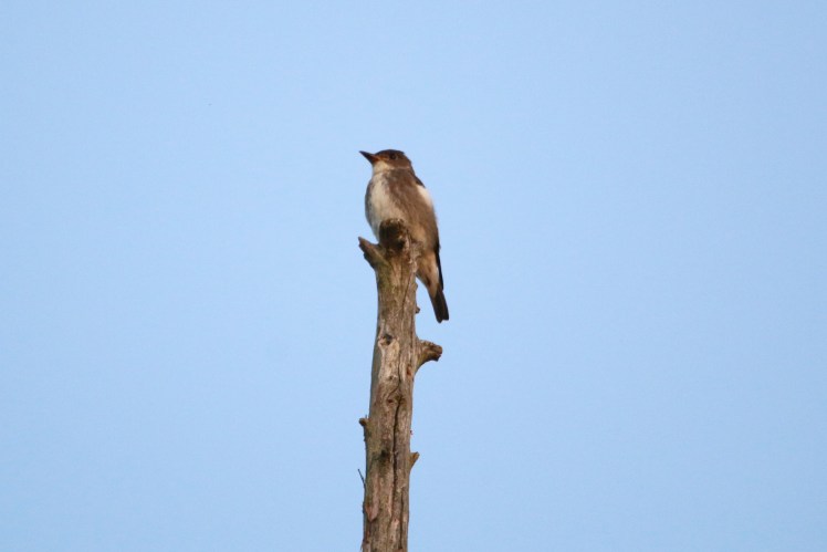Olive-sided Flycatcher 092819PM BKNWR