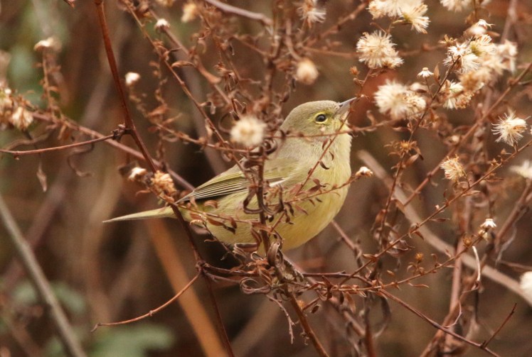 Orange-crowned Warbler1 121419 LR CBC_Benny Craig Park