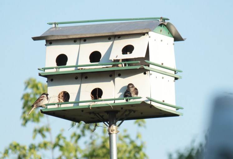 Purple Martin2 042316 Jonesboro