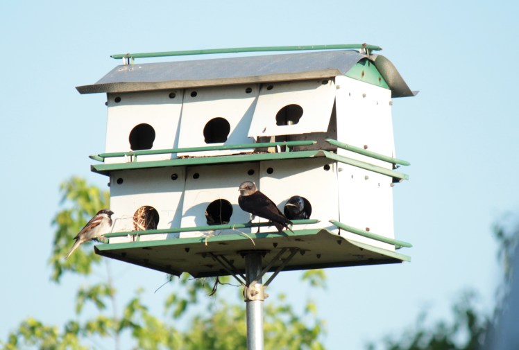 Purple Martin3 042316 Jonesboro