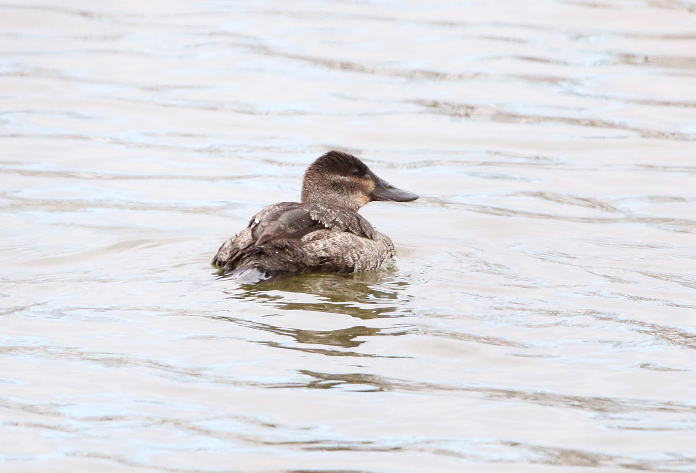 Ruddy Duck 122119 Lake Saracen, Pine Bluff