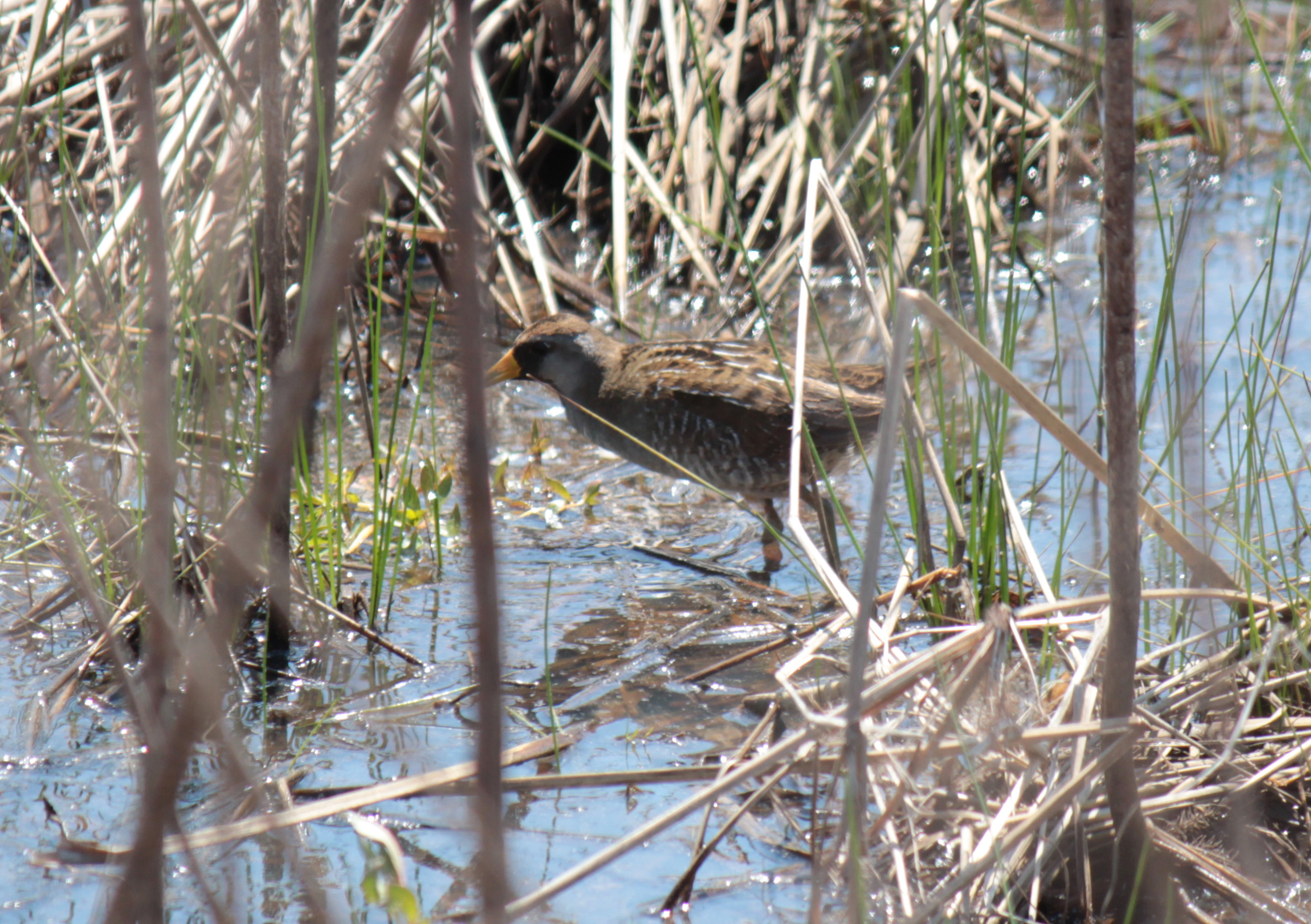 Sora1 (breeding adult) 042316 BKNWR