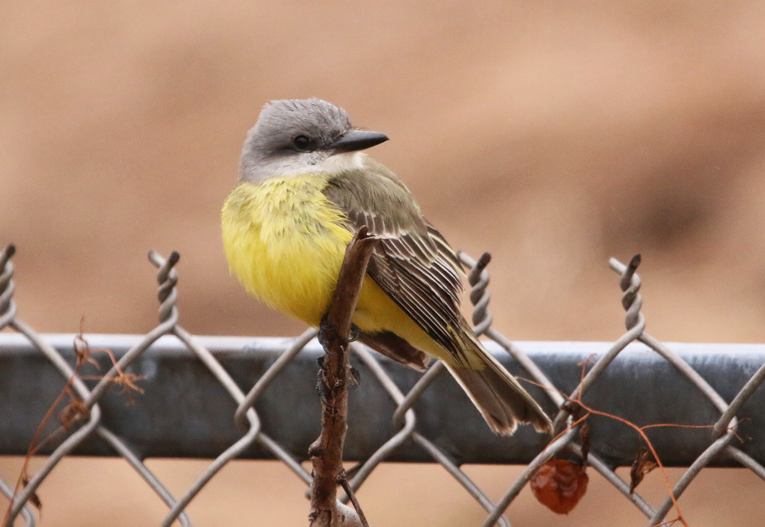 Tropical Kingbird1 122219 Lake Saracen, Pine Bluff