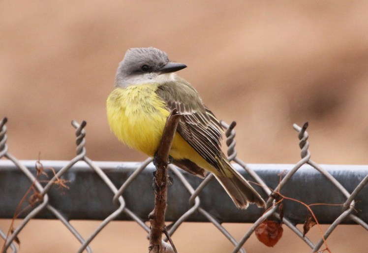 Tropical Kingbird1 122219 Lake Saracen, Pine Bluff