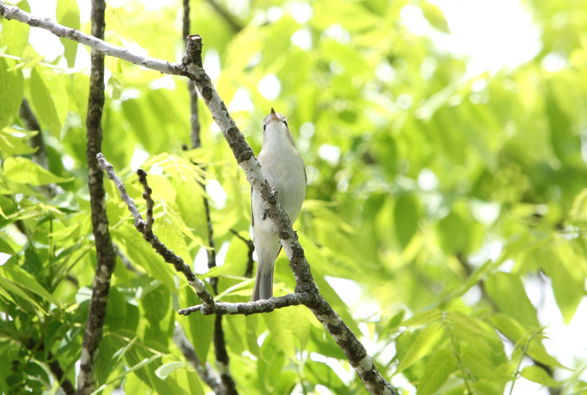 Warbling Vireo1 051319 Mammoth Spring SP.JPG