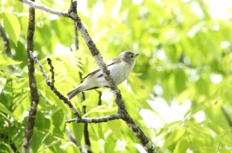 Warbling Vireo2 051319 Mammoth Spring SP.JPG