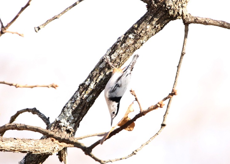 White-breasted Nuthatch1 122219 Little Rock