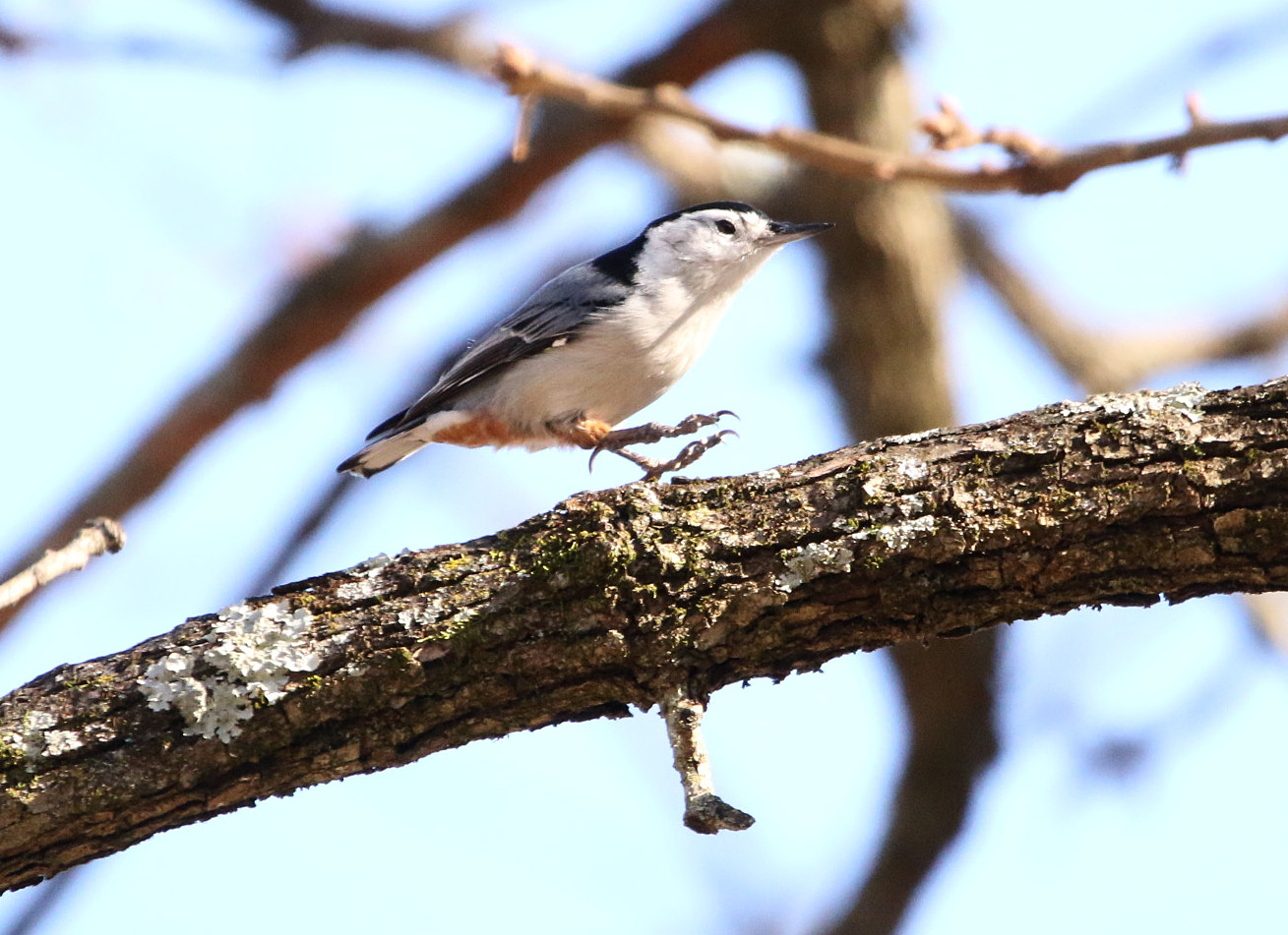 White-breasted Nuthatch2 122219 Little Rock.JPG