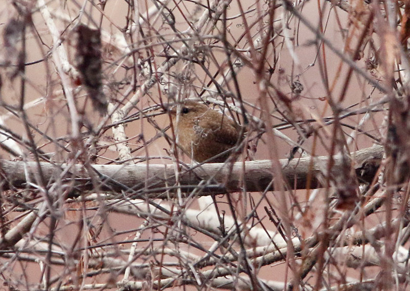 Winter Wren 121419 LR CBC_Fourche Bottoms_Borrow Ponds