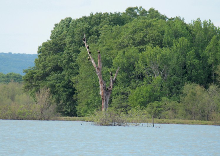 Anhingas 042416 BKNWR