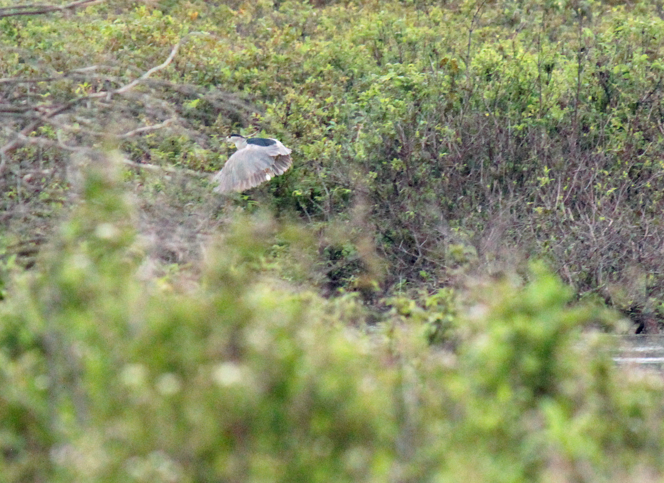 Black-crowned Night Heron 083014.jpg