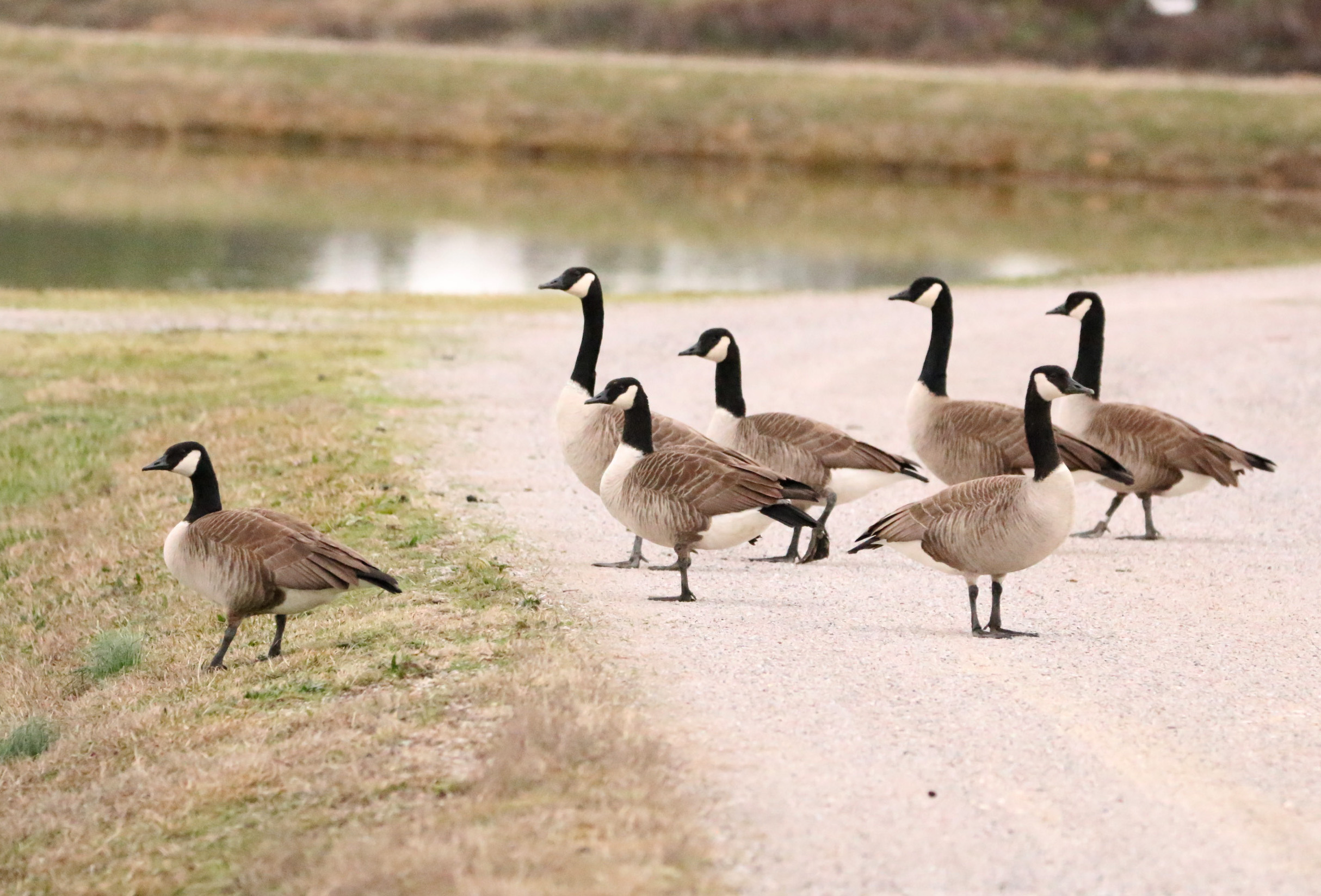 Cackling & Canada Geese 010120 Lake Hamilton Access Area.jpg